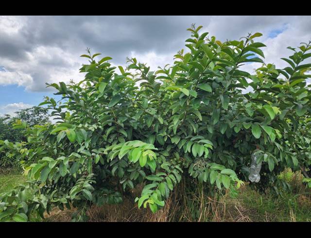 742,854M² FARM FOR SALE IN LEVUBU